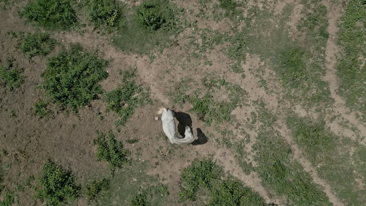 아름다운  ⁇  말 이 잔디  ⁇  에서 풀 을 잡고 있는 새 의 눈 으로 볼 수 있다