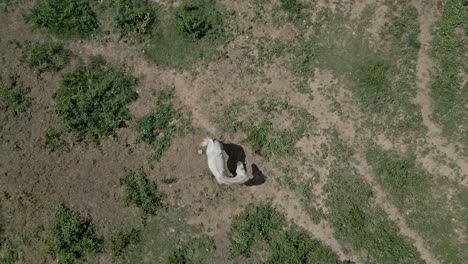 vista de pájaro de un hermoso caballo blanco pastando en el campo de hierba