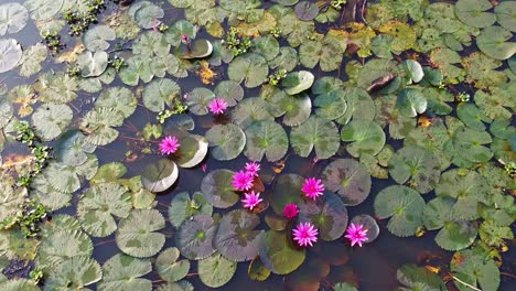 Grupo-De-Nenúfares-En-Flor,-Orilla-Del-Río,-Bosque-De-Manglares,-Cuerpo-De-Agua-Interior,-Hermosa-Toma-Aérea,-Grupo,-Flor,-Campo,-Arriba,-Nenúfar-Crece-Con-Musgos-Y-Pastos