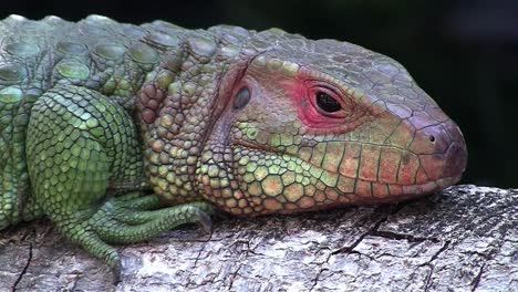 Eine-Bunte-Eidechse-Oder-Ein-Leguan-öffnet-Die-Augen