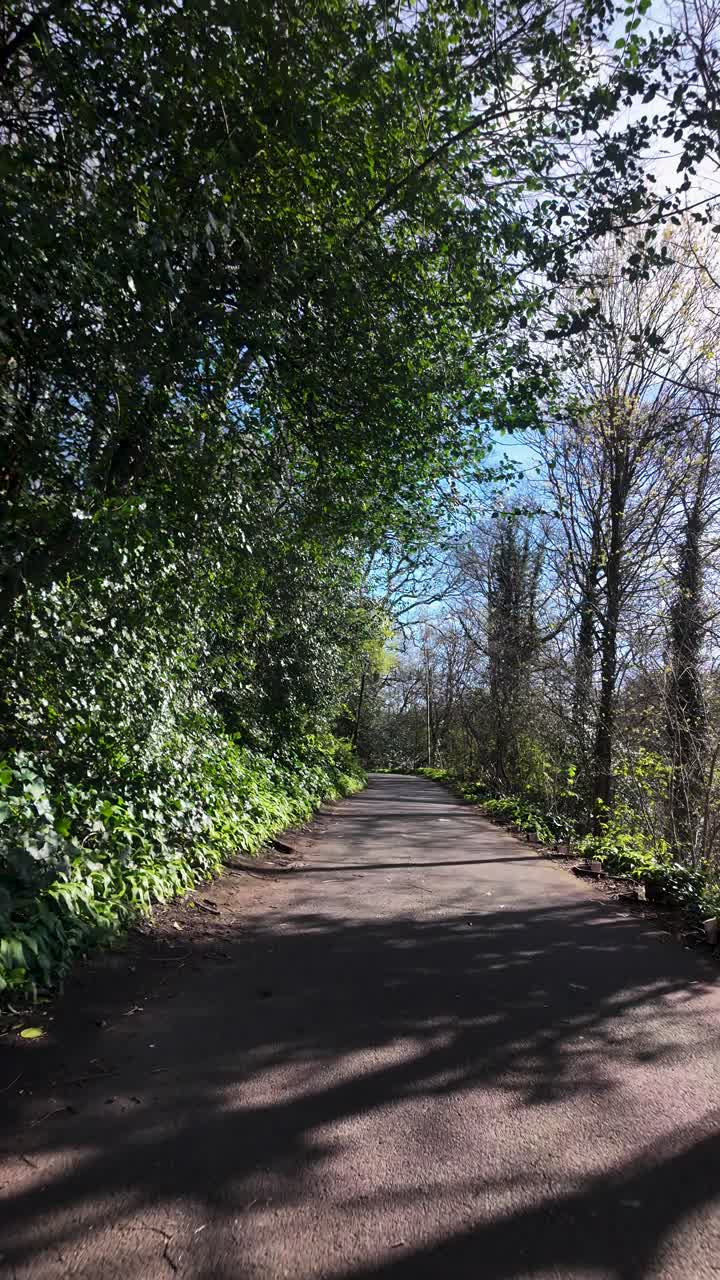 POV view down an empty woodland path framed by trees, dappled sunlight, and peaceful shadows. vertical video