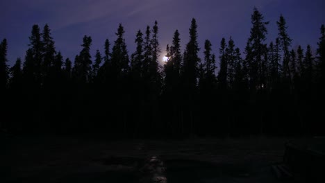 lapso de tiempo nocturno de la luna detrás de los árboles en alaska