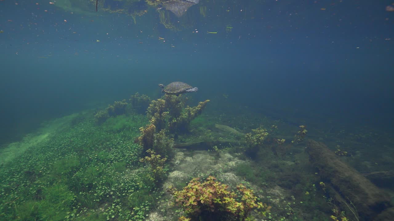 A freshwater painted turtle swims slowly through a quiet woodland pond