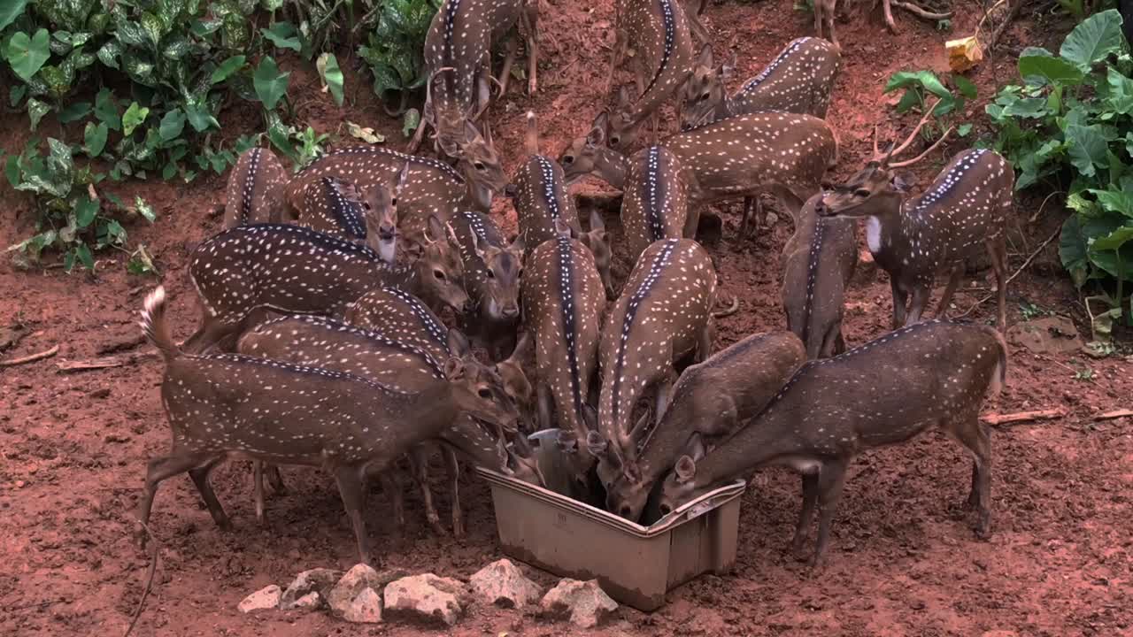 alimentando a un grupo de ciervos manchados en un safari en el zoológico