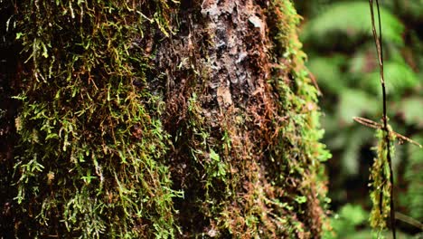 las gotas de agua caen de la corteza cubierta de musgo en el lado del árbol en el bosque