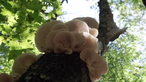 setas de ostra que crecen en un árbol, liberando esporas, ángulo bajo