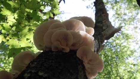 oyster mushrooms growing on a tree, releasing spores, low angle