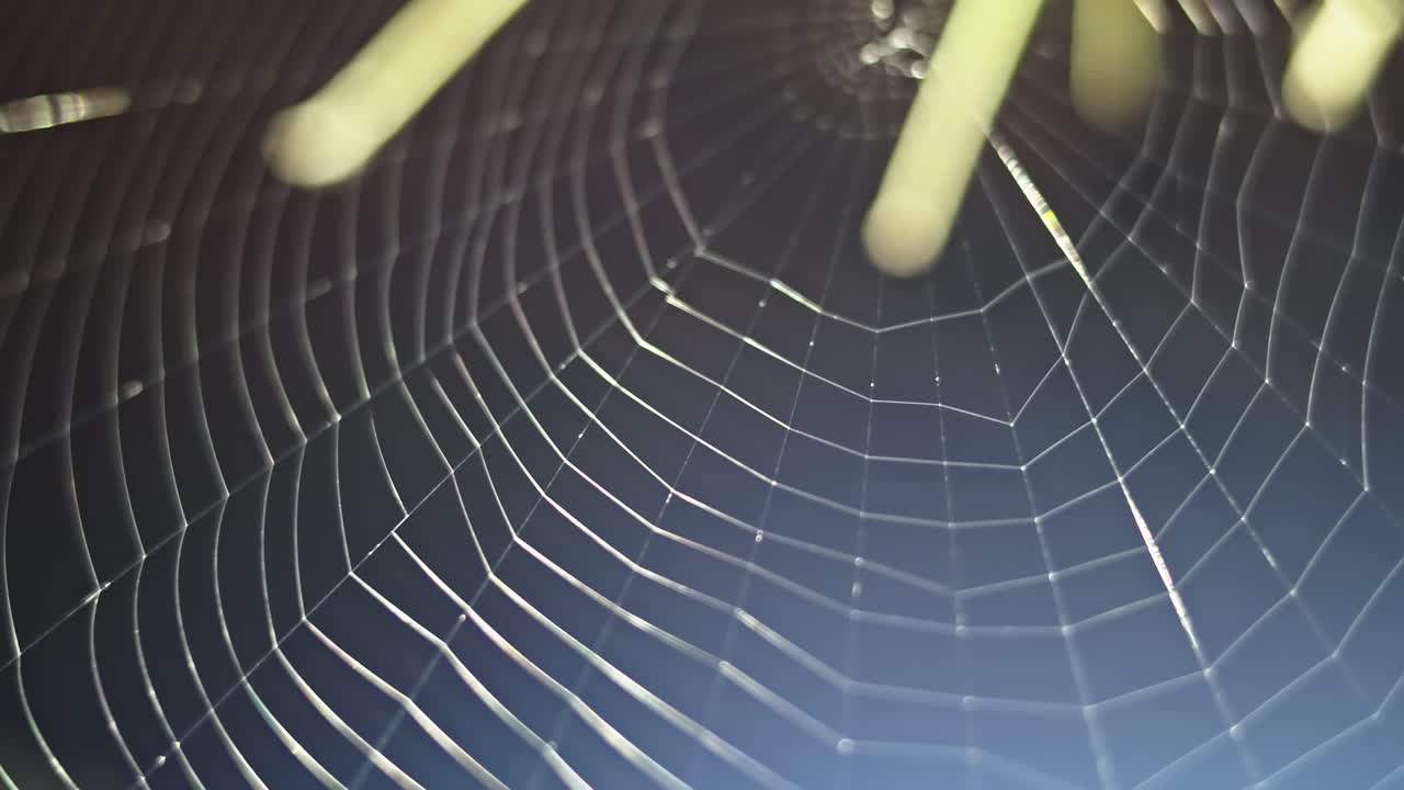 Orb weave pattern of garden Spiders sticky silk web close-up