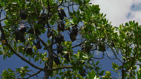 murciélago de la fruta, megabat, durmiendo en un árbol colgado boca abajo, zorros voladores