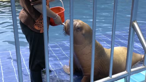 baby two years old walrus getting food with small fish by the trainer or worker in a zoo, cut zoo baby animal walrus