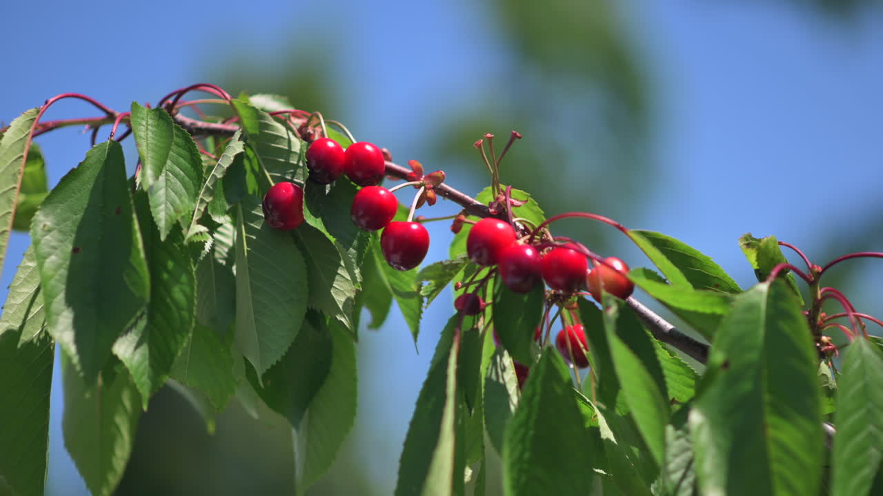 Close up of red cherries ripe on the tree in sunlight