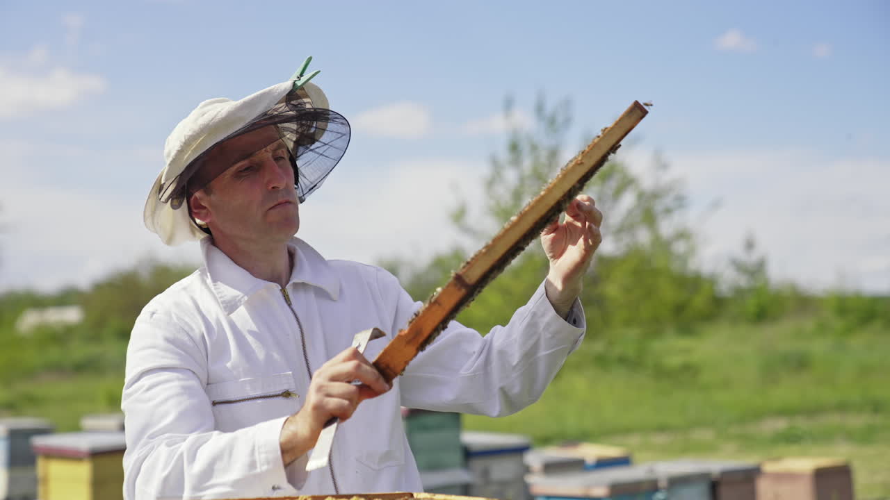 Beekeeper working with bees. Beekeeper inspecting honeycomb frame at apiary