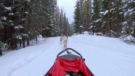 dog sledding traveling through snowy winter trees