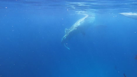 a whale shark eats plankton from the sea surface