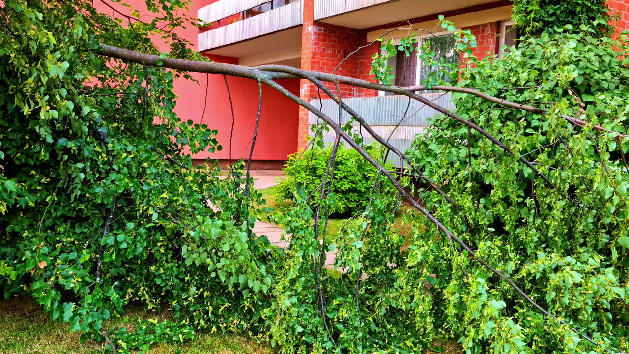 Broken tree branches fallen in front of residential building after storm