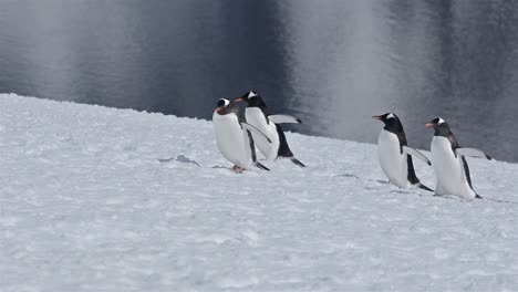 gentoo penguin pygoscellis papua walking up a snow steep snow field on danco island in antarctica