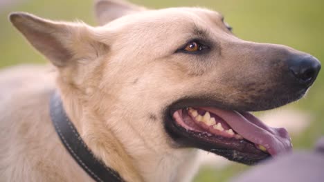 dog breathing heavily in the park