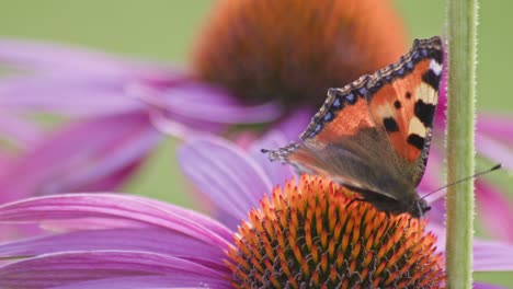 one small tortoiseshell butterfly eats nectar from orange coneflower in sunlight during windy weather