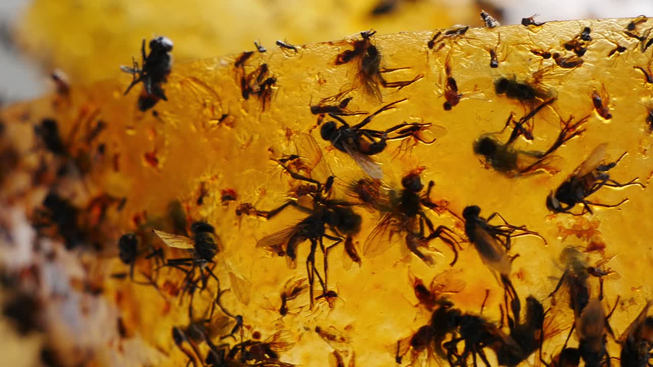 una bandada de moscas grandes y pequeñas pegadas a la cinta adhesiva. luchando contra las condiciones insalubres. comida callejera en china.