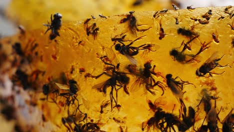 a flock of large and small flies stuck to the sticky tape. fighting unsanitary conditions. street food in china.