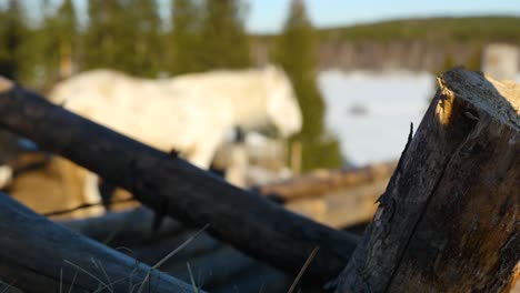 white horse in a snowy forest