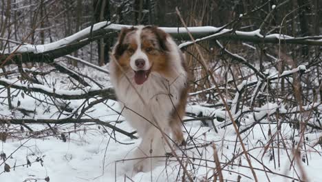 Slow-motion-shot-of-an-Australian-Shepherd-running-towards-the-camera