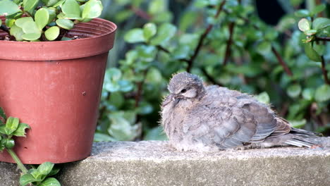 fotografía de perfil de una paloma joven que se ríe, la spilopelia senegalensis, que se limpia de plumas