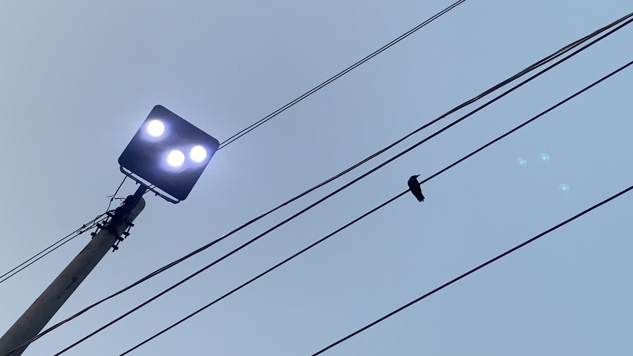 전선에 앉은 까마귀