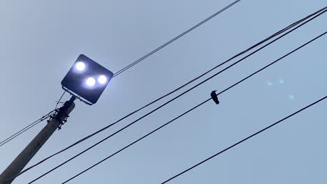 un cuervo posado en una línea eléctrica