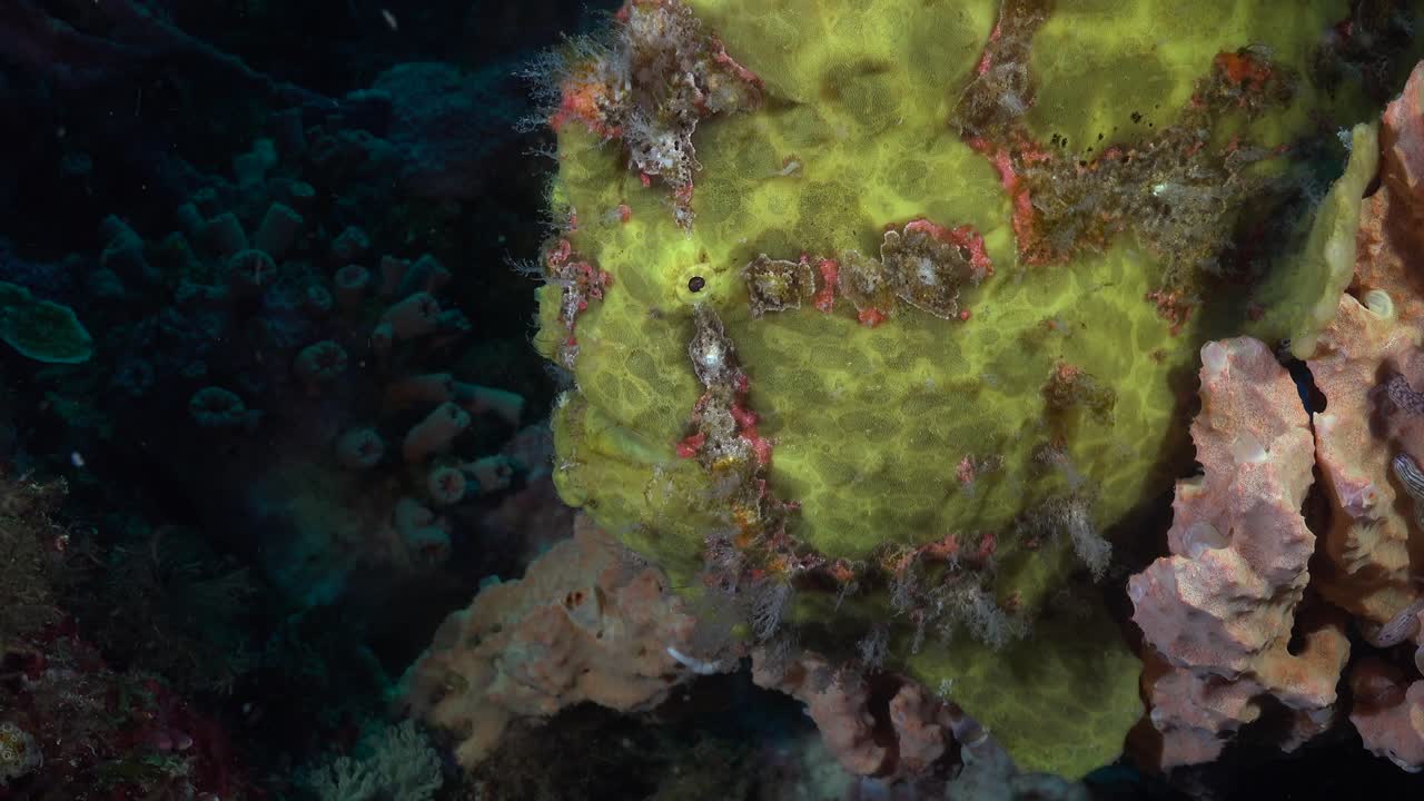 pez sapo amarillo gigante de cerca