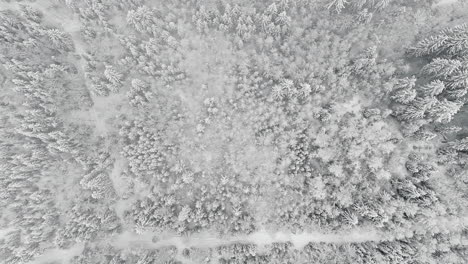 Aerial-view-of-snow-covered-trees-and-landscape-during-winter