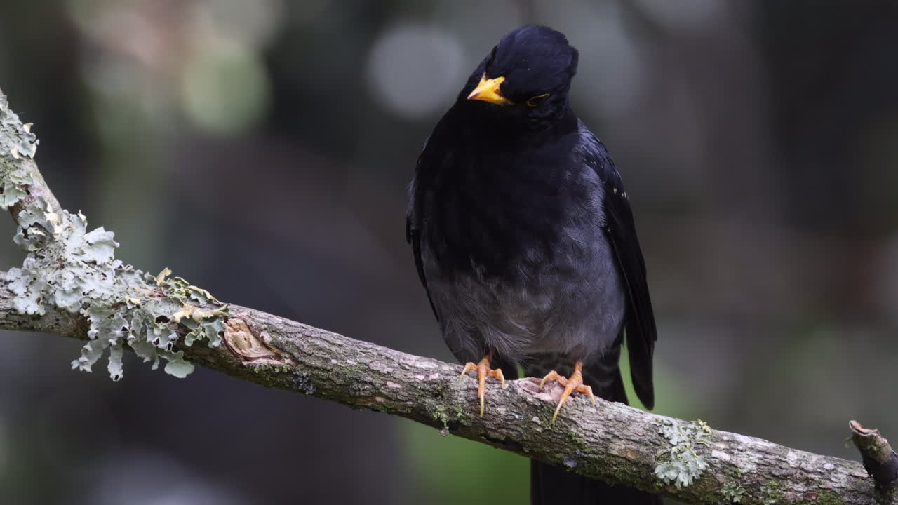 Close-up wild South American Yellow-legged Thrush bird in tropical rainforest jungle forest