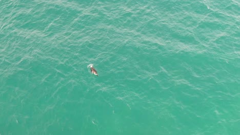 Aerial-view-above-a-common-seal,-diving-in-shallow,-cold-sea-of-Iceland---Phoca-Vitulina---overhead,-drone-shot