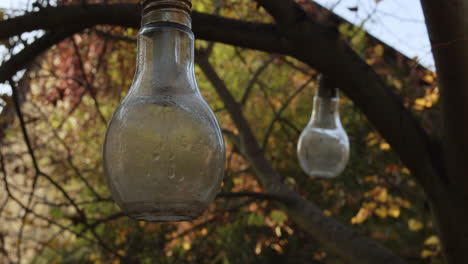 bulbs hanging on a tree in front of a beautifully colored wall made up of autumn leaves