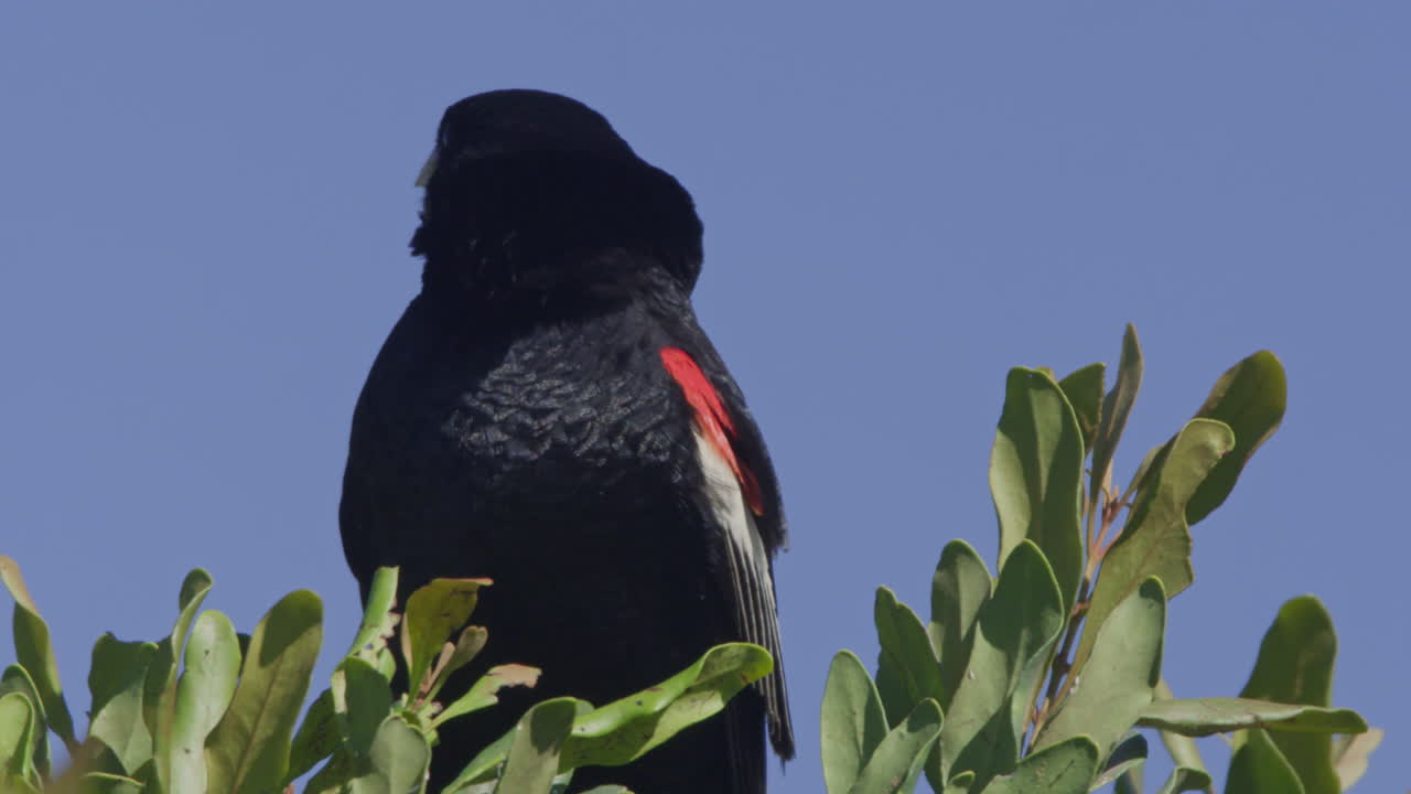 Uccello nero con macchie rosse posato su un albero contro il cielo blu.