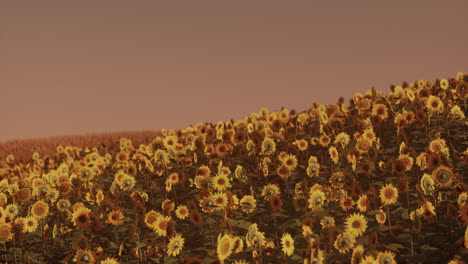 field of blooming sunflowers on a background sunset