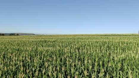 slow rising aerial over massive corn field of healthy green meilies