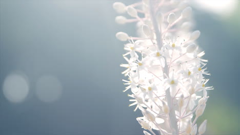 glowing backlit sea squill plant moving in slow motion with the wind - a dreamy and relaxing look with a blue background