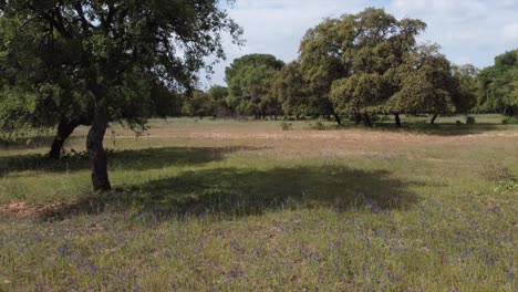 drone aéreo volando en el parque con campanillas y árboles en campo verde sin gente, sevilla españa