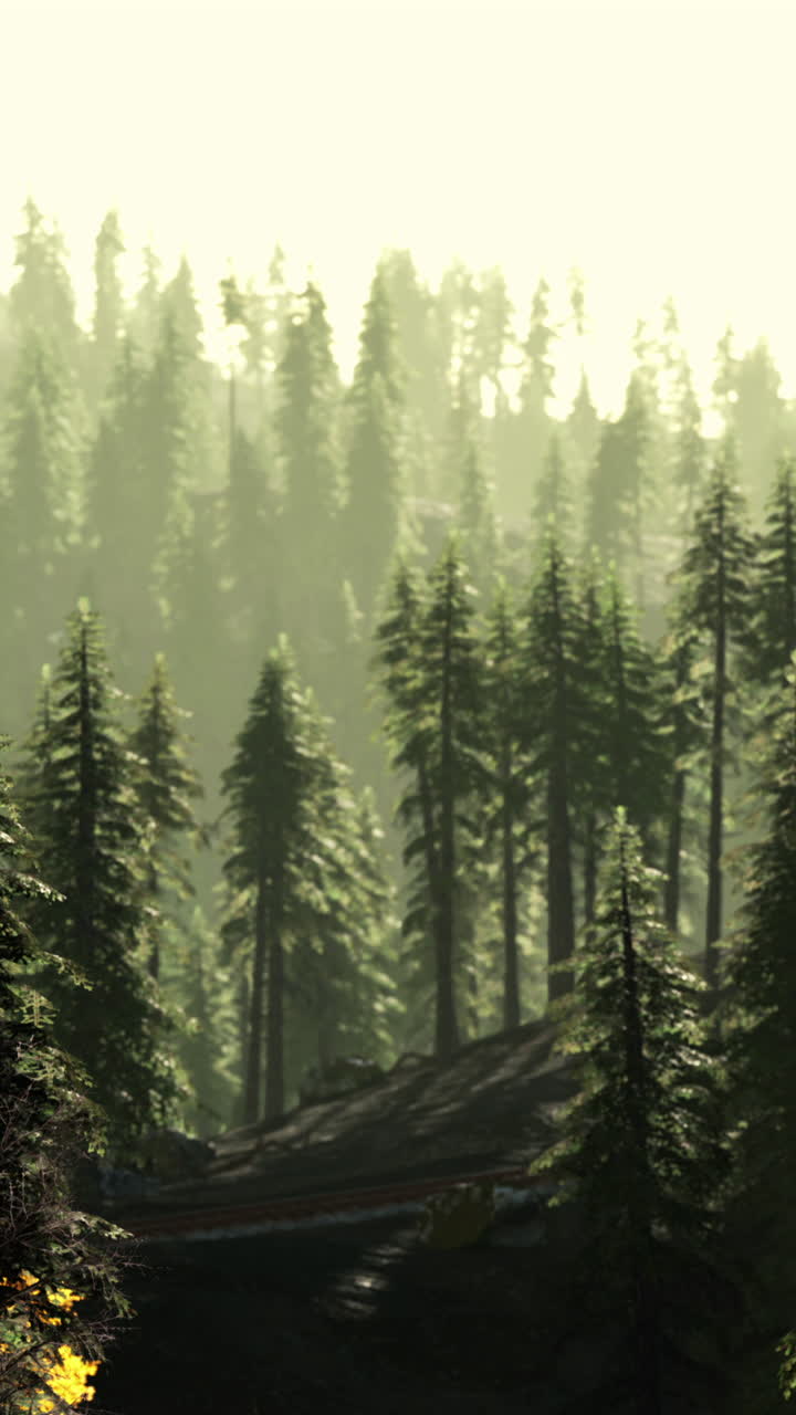 안개와 빛이 있는 아름다운 숲