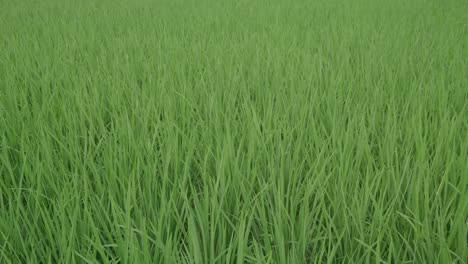 close-up view of rice field