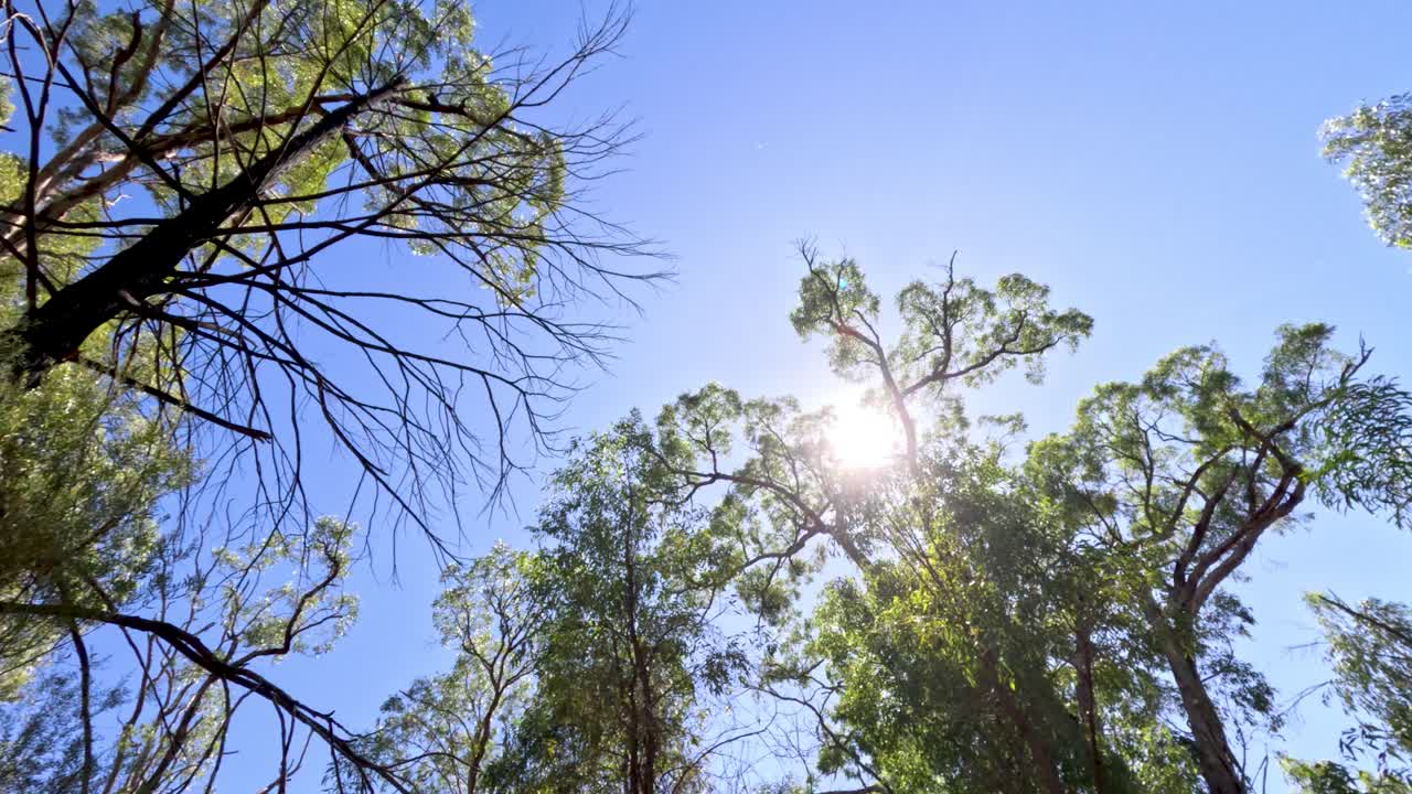 빛이 높은 숲의 나무를 통해 필터링