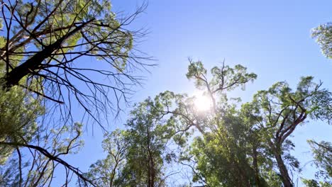 la luz del sol filtrándose a través de los altos árboles del bosque
