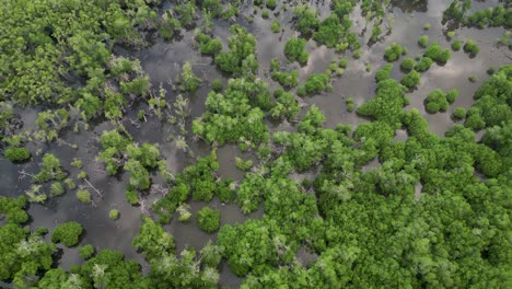 drone eye view of manialtepec mangroves near puerto escondido, oaxaca, mexico