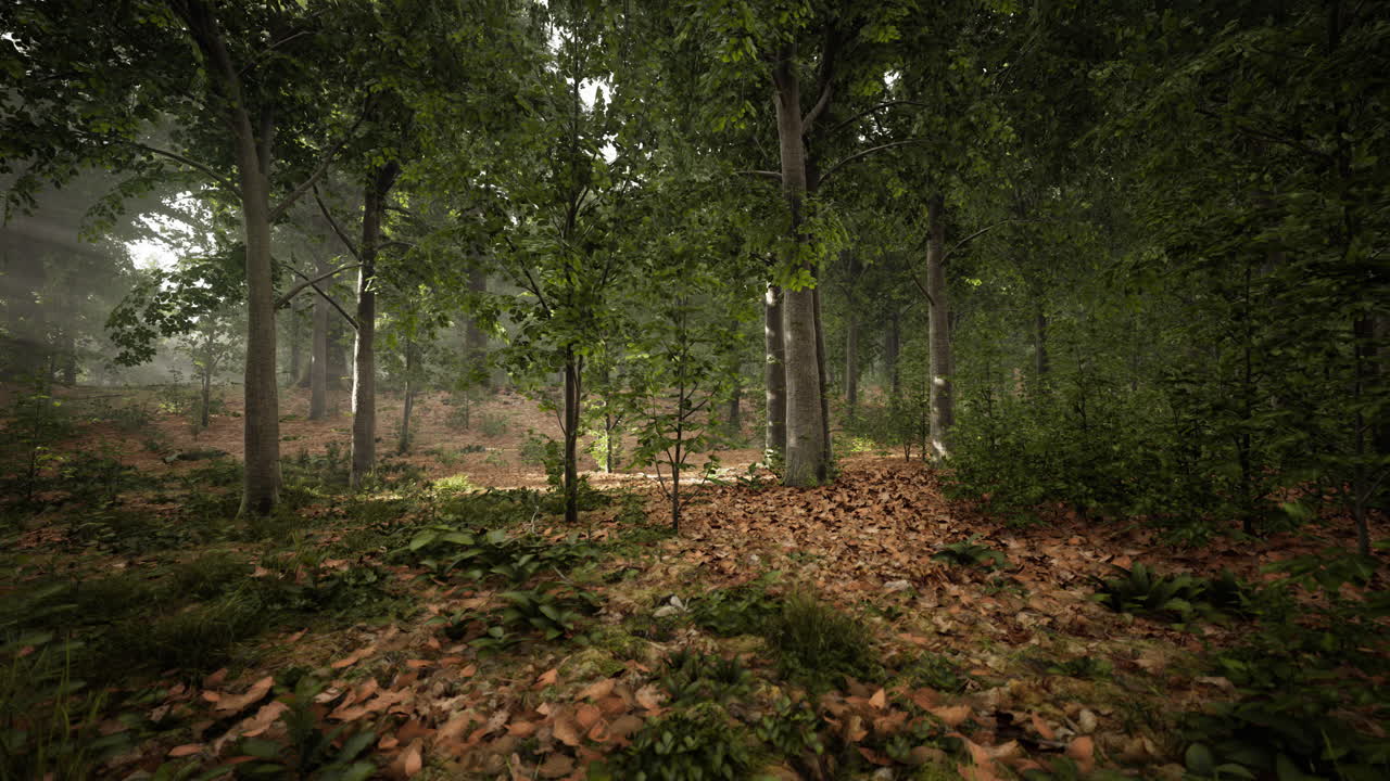 niebla de verano en el bosque