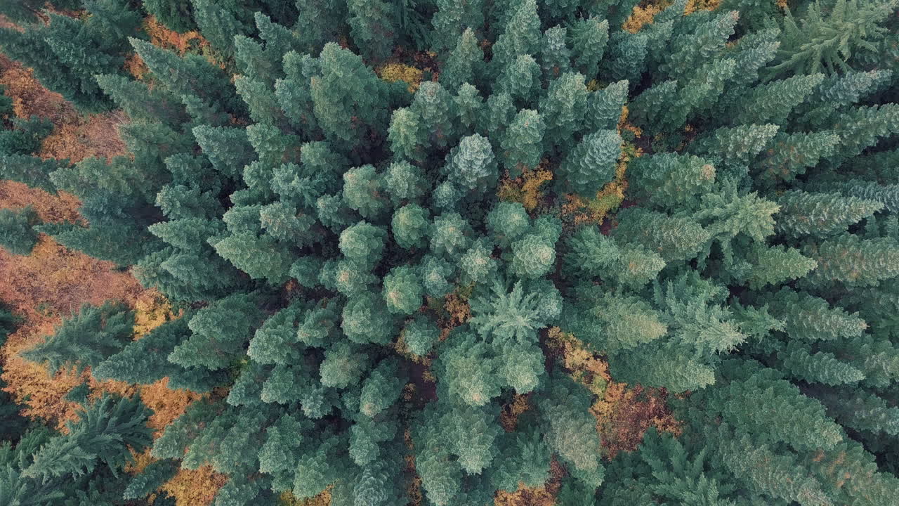 A bird's eye view flying over beautiful autumn trees