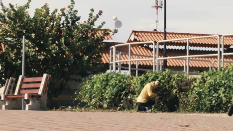 Ein-öffentlicher-Arbeiter,-Der-Für-Die-Pflege-Der-Gärten-Des-Amador-damm-boulevards-Verantwortlich-Ist-Und-Hart-Daran-Arbeitet,-Einen-Zaun-Einer-überwucherten-Hecke-In-Panama-stadt-Zu-Reparieren