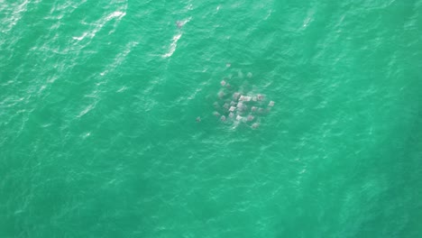 Un-Grupo-De-Rayas-Mobula-Nadando-En-Las-Aguas-Turquesas-Cerca-De-Las-Costas-De-Oaxaca