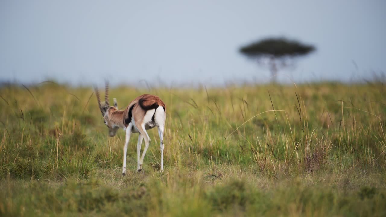 fotografía en cámara lenta de una gacela en la sabana salvaje cerca de un árbol de acacia lavándose y pastando, animales de safari en áfrica en la reserva nacional de masai mara
