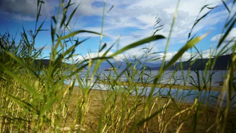 green reed waving by wind on shore of prespa lake with small island at autumn